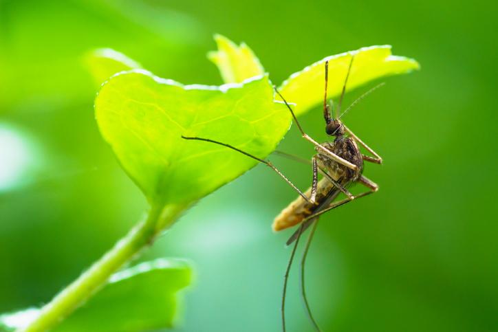 Estas son las plantas que ahuyentan a los mosquitos