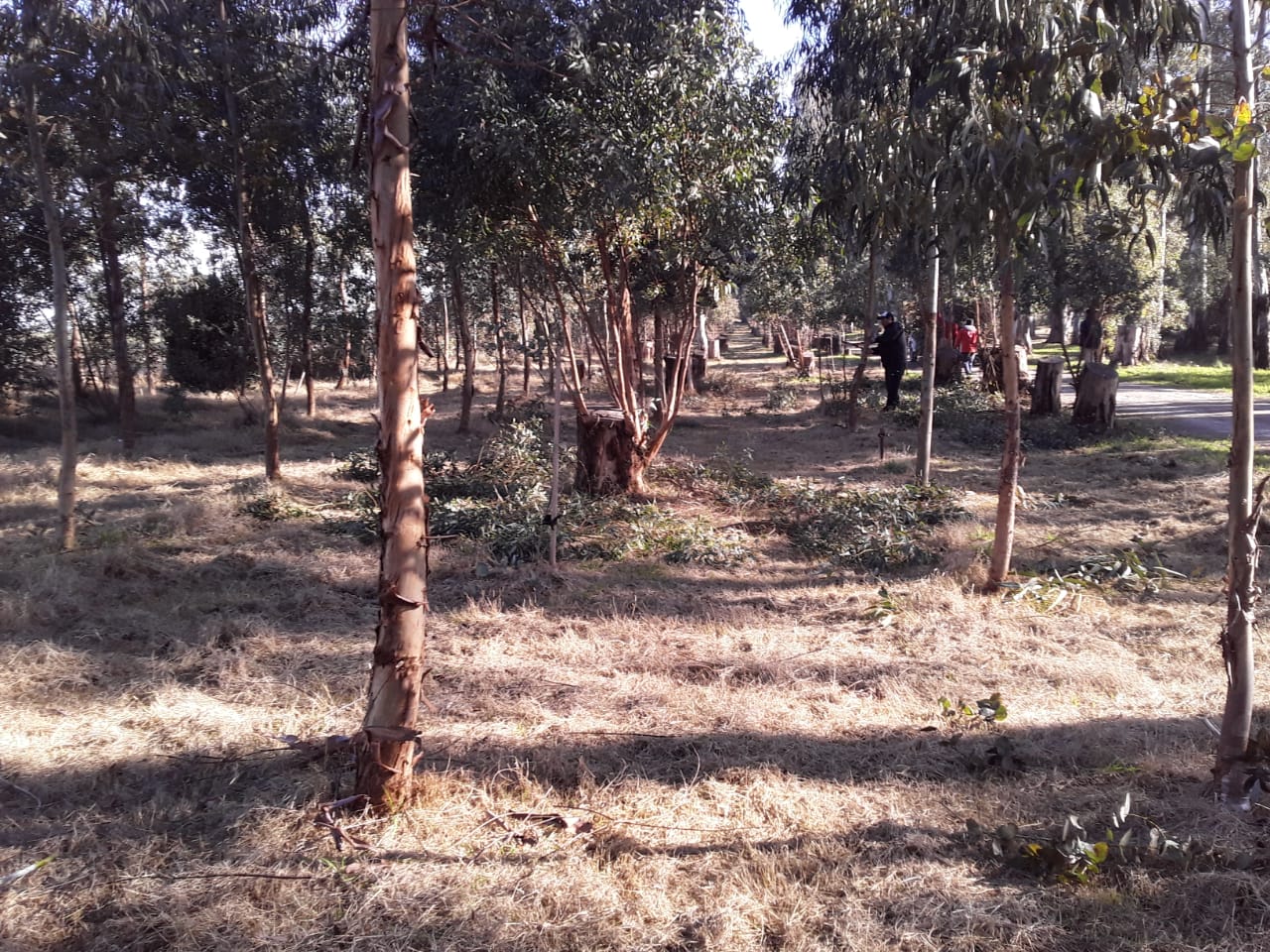 El Parque Cabañas… ¡cada día más lindo!